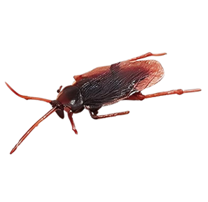 BARATA C/5 UNID - AKT3538